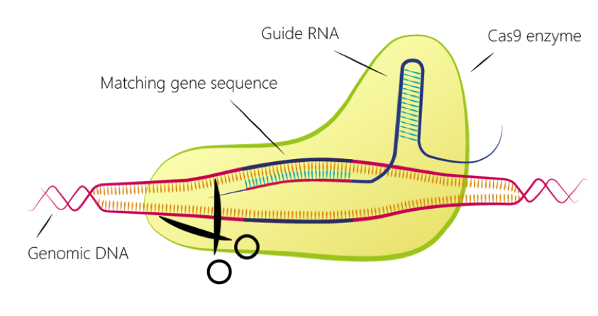 CRISPR/Cas9 Gene Editing